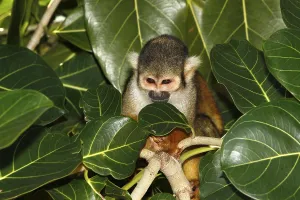 Squirrel Monkey Drucke: Squirrel Monkey (saimiri sciureus)