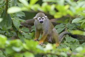 Primate Animals Drucke: Squirrel Monkey (Saimiri sciureus), captive