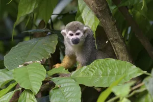 Primate Animals Drucke: Squirrel Monkey (Saimiri sciureus), captive
