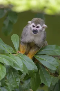 Captive Primate Drucke: Squirrel Monkey (Saimiri sciureus), captive