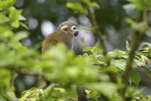 Captive Primate Drucke: Squirrel Monkey (Saimiri sciureus), captive