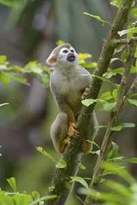 Captive Primate Drucke: Squirrel Monkey (Saimiri sciureus), captive