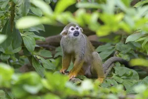Primate Animal Pictures Drucke: Squirrel Monkey (Saimiri sciureus), captive