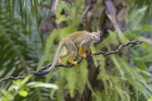 Captive Primate Drucke: Squirrel Monkey (Saimiri sciureus), captive