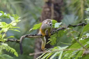 Captive Primate Drucke: Squirrel Monkey (Saimiri sciureus), captive