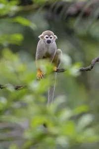 New World Monkey Images Drucke: Squirrel Monkey (Saimiri sciureus), captive