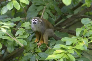 Common Squirrel Monkey Drucke: Squirrel Monkey (Saimiri sciureus), captive