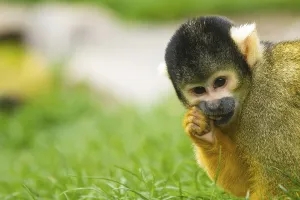 Primate Animals Drucke: Squirrel monkey (Saimiri), squirrel monkey