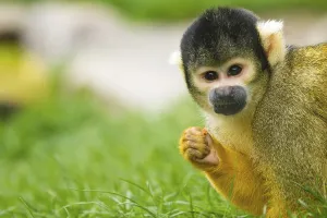 Primate Animal Drucke: Squirrel monkey (Saimiri), squirrel monkey