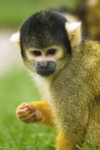 Squirrel Monkey Drucke: Squirrel monkey (Saimiri), squirrel monkey