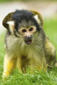 Squirrel Monkey Drucke: Squirrel monkey (Saimiri), squirrel monkey