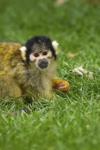 Squirrel Monkey Drucke: Squirrel monkey (Saimiri), squirrel monkey