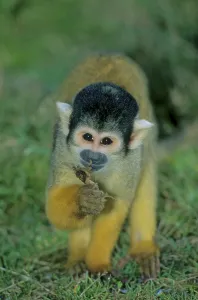 Animal Feed Ingestion Drucke: Squirrel monkey or squirrel monkey foraging