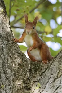 Deciduous Tree In Germany Drucke: Squirrel at the nut tree