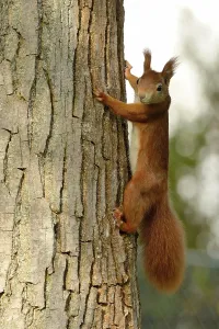 Rodent Animal Photo Drucke: Squirrel at the nut tree