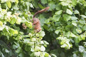 Deserted Farming Scene Drucke: Squirrel picking hazelnuts in hazelnut tree