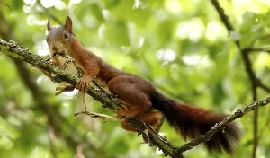 Rodents In Nature Drucke: Squirrel Rodent (Sciurus)