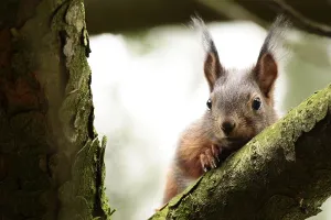 Eichhörnchen (Sciurus)