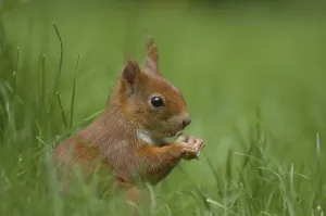Gerahmter Druck : Eichhörnchen (Sciuridae) Gerahmter Druck : Eichhörnchen (Sciuridae)