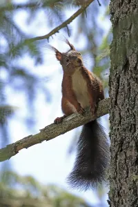 Squirrel (Sciurus)