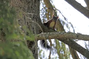 Squirrel Images Drucke: Squirrel (Sciurus)