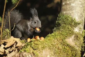 Empty German Forests Drucke: Squirrel (Sciurus) black hoarding hazelnuts