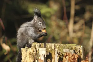 Black Squirrel Germany Drucke: Squirrel (Sciurus) black specimen eats hazelnut on old subben
