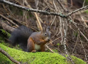 Animal Feed Consumption Drucke: Squirrel (Sciurus) eating