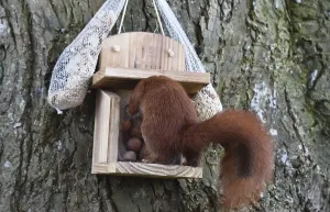 Eco Friendly Bird Feeders Drucke: Squirrel (Sciurus) eats hazelnuts at the feeder