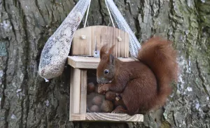 Eco Friendly Bird Feeders Drucke: Squirrel (Sciurus) eats hazelnuts at the feeder