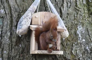 Eco Friendly Bird Feeders Drucke: Squirrel (Sciurus) eats hazelnuts at the feeder