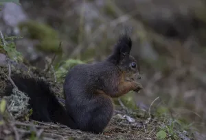 Gerahmter Druck : Eichhörnchen (Sciurus) frisst Nuss. Gerahmter Druck : Eichhörnchen (Sciurus) frisst Nuss.