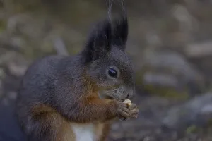 Animal Feeding Habits Drucke: Squirrel (Sciurus) eats nut