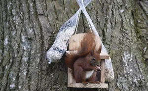 Wildlife Feeding Station Drucke: Squirrel (Sciurus) eats nuts at the feeder