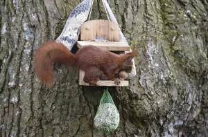 Bird Feeder Wildlife Drucke: Squirrel (Sciurus) eats nuts at the feeder
