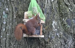 Winter Bird Feeder Drucke: Squirrel (Sciurus) eats peanuts at the feeder in winter