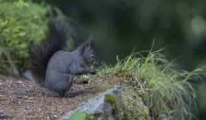 Mammal Eating Habits Drucke: Squirrel (Sciurus), when feeding
