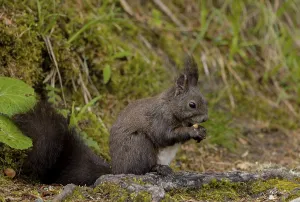 Mammal Eating Habits Drucke: Squirrel (Sciurus) feeding