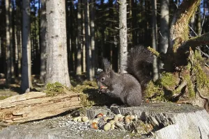 Central Europe Woodland Scenes Drucke: Squirrel (Sciurus) feeding in winter in the forest