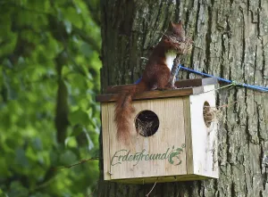 Deciduous Tree Animals Drucke: Squirrel (Sciurus) fetches nesting material from a nesting hole on a lime tree