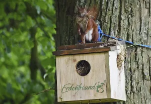 Deciduous Tree Animals Drucke: Squirrel (Sciurus) fetches nesting material from a nesting hole on a lime tree