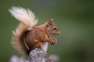Empty Forest Scene Drucke: Squirrel (Sciurus), forest, Aviemore