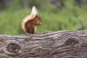 Uninhabited Woodland Scene Drucke: Squirrel (Sciurus), forest, Aviemore
