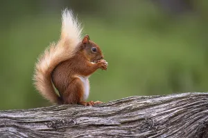 Eichhörnchen (Sciurus), Wald, Aviemore