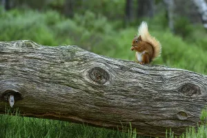 Uninhabited European Forests Drucke: Squirrel (Sciurus), forest, Aviemore