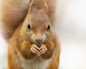 Animal Feed In Europe Drucke: Squirrel (Sciurus), frontal close-up