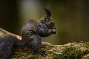 Bavaria Animals Drucke: Squirrel (Sciurus) with nut on branch
