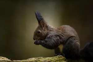 Tree Branch Animals Drucke: Squirrel (Sciurus) with nut on branch