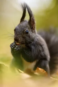 Forest Floor Animals Drucke: Squirrel (Sciurus) with nut on forest floor