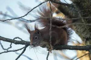 Sciuridae Species Images Drucke: Squirrel (Sciurus) sitting on a branch